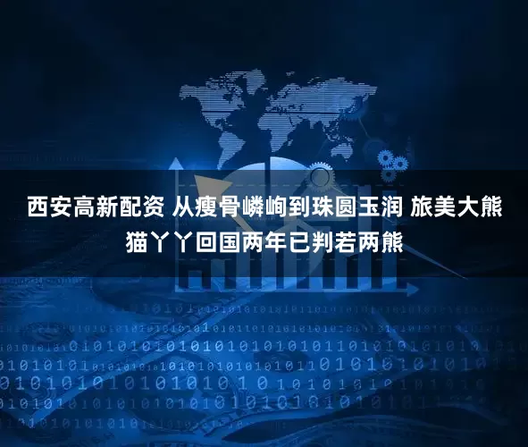 西安高新配资 从瘦骨嶙峋到珠圆玉润 旅美大熊猫丫丫回国两年已判若两熊